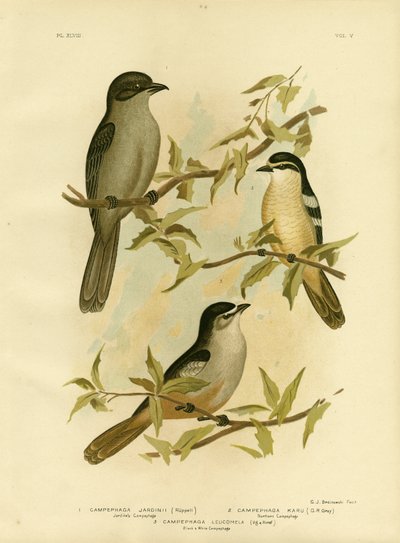 Jardines Campephaga vagy közönséges kabóca, 1891 alkotó: Gracius Broinowski