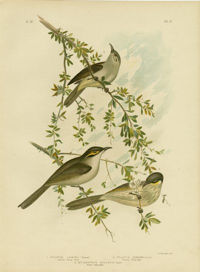 Lewin Honeyeater, 1891 alkotó: Gracius Broinowski