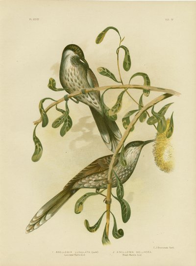 Lumulated Wattlebird or Little Wattlebird, 1891 alkotó: Gracius Broinowski