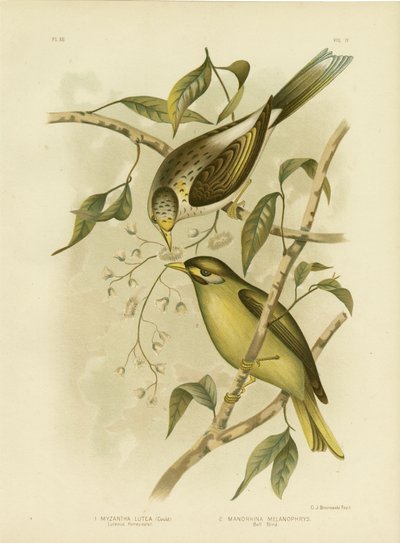 Luteous Honeyeater vagy Sárgatorkú Bányász, 1891 alkotó: Gracius Broinowski