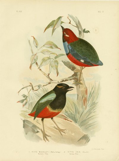 Macklot Pitta, 1891 alkotó: Gracius Broinowski
