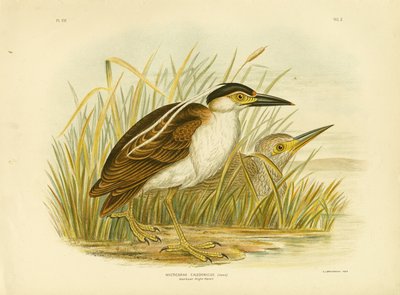 Nankeen Night Heron vagy Nankeen Night Heron, 1891 alkotó: Gracius Broinowski