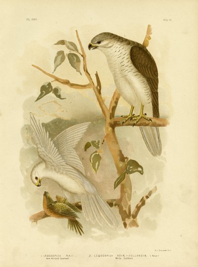 New Holland Goshawk, 1891 alkotó: Gracius Broinowski