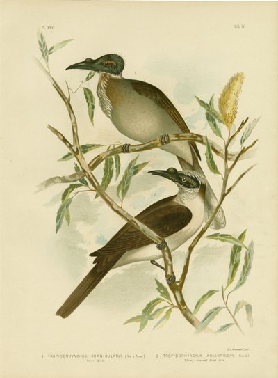 Noisy Friarbird, 1891 alkotó: Gracius Broinowski