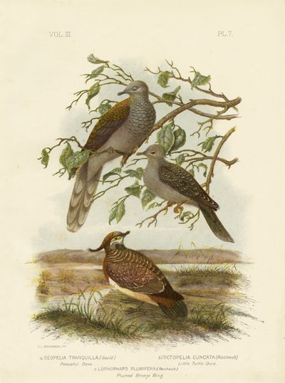 Békés galamb, 1891 alkotó: Gracius Broinowski