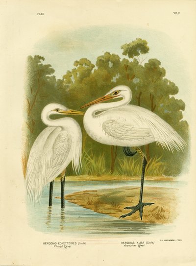 Tollas kócsag vagy középhaladó kócsag, 1891 alkotó: Gracius Broinowski