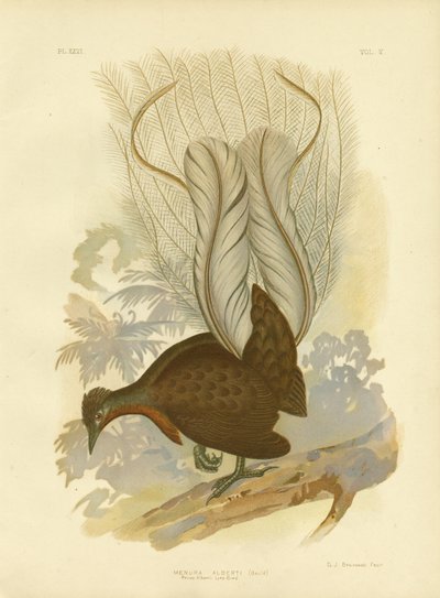 Albert herceg Lyrebirdje, 1891 alkotó: Gracius Broinowski