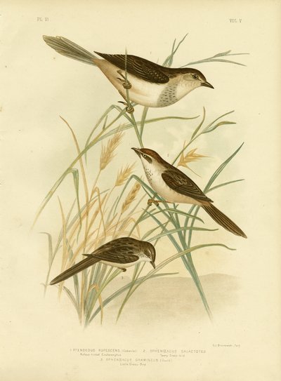Rozsdás színű cinkloramphus vagy rózsás songlárka, 1891 alkotó: Gracius Broinowski