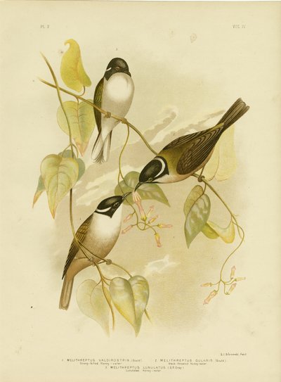 Erős csőrű mézevő, 1891 alkotó: Gracius Broinowski