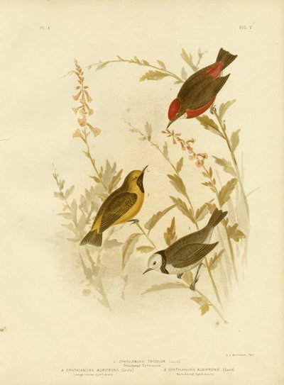 Háromszínű Ephthianura, 1891 alkotó: Gracius Broinowski