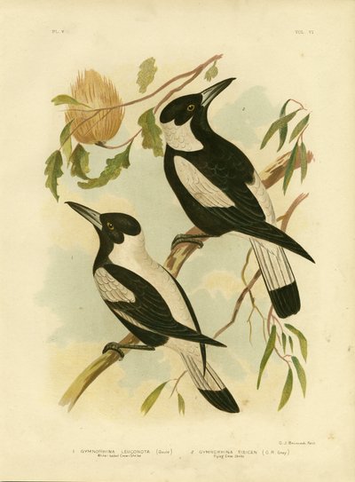 Fehérhátú varjúsikló, 1891 alkotó: Gracius Broinowski