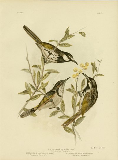 Fehérarcú Mézevő, 1891 alkotó: Gracius Broinowski