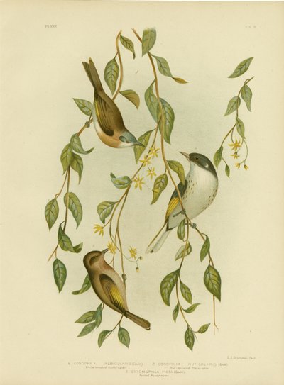 Fehértorkú Mézevő, 1891 alkotó: Gracius Broinowski