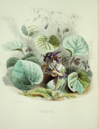 Az ibolya, a "Fleurs Animees"-ből, metszet: Charles Geoffroy (1819-82) alkotó: Grandville