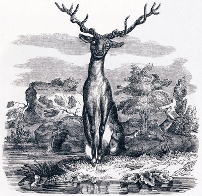 A szarvas nézi magát a vízben - Fables by La Fontaine alkotó: Grandville