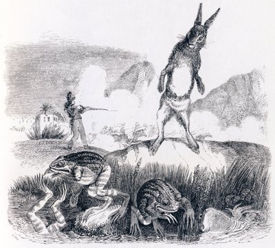 A nyúl és a békák (Le lievre et les grenouilles) - La Fontaine meséi alkotó: Grandville