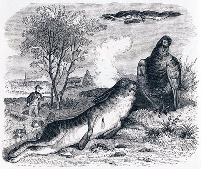 A nyúl és a baromfi - La Fontaine meséi alkotó: Grandville