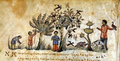 Vadászat sólymokkal a madarak befogására – Oppianus „De Venatione” című könyvében, görög kézirat a 13. századból. Biblioteca Marciana. Velence alkotó: Greek School