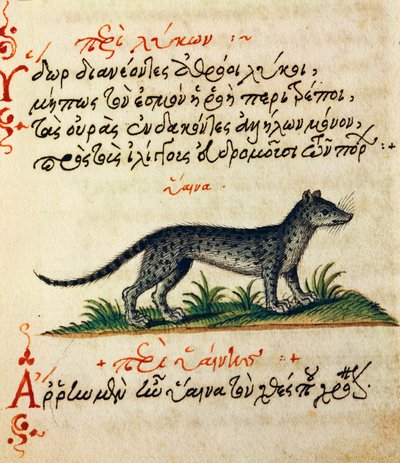Értekezés a hiénáról, teszt és miniatűr Aelianustól (i.sz. 2-3. század) alkotó: Greek School