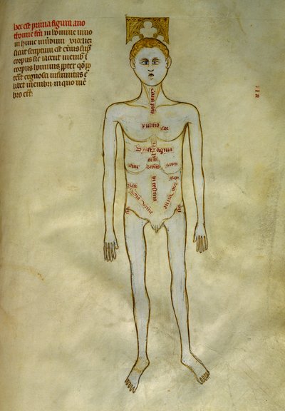 Anatómiai és sebészeti táblák: a férfi szervek lokalizációja. ""Liber notables Philippi, a frankok hetedik királya, Galien könyveiből kivonat""" című könyvében Gui de Pavia 1345 körül. Chantilly, Musee Conde alkotó: Guido da Vigevano da Pavia