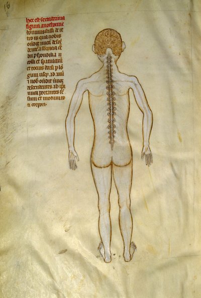 Anatómiai és sebészeti táblák: gerincvelő (a csigolya csigolyáiban). ""Liber notables Philippi, a frankok hetedik királya, Galien könyveiből kivonat""" című könyvében Gui de Pavia 1345 körül. Chantilly, Musee Conde alkotó: Guido da Vigevano da Pavia
