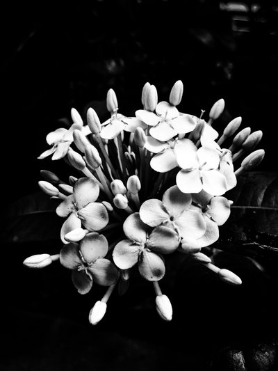 Virág nº 27, 2025 (fénykép) alkotó: Guilherme Pontes