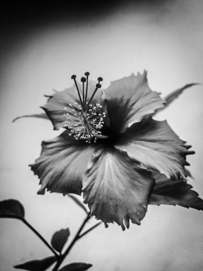 Virág 42. szám (fénykép) alkotó: Guilherme Pontes