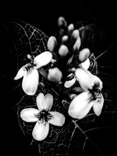 Virág nº 50 (fotó) alkotó: Guilherme Pontes