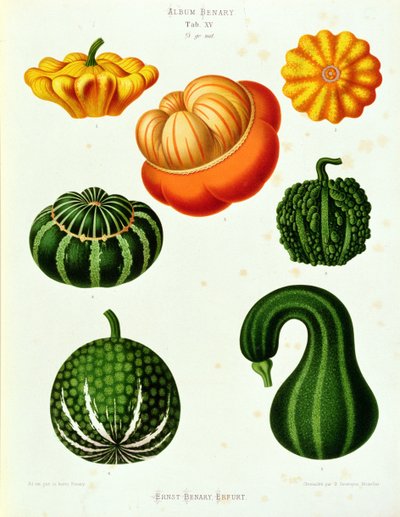 Marrows: az "Album Benary" lapról. XV alkotó: Guillaume Severeyns
