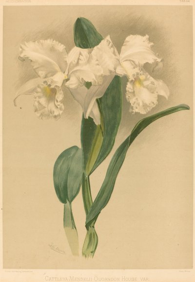 Cattleya Mendelii Quorndon House Var. alkotó: Gustav Leutzsch after Henry George Moon