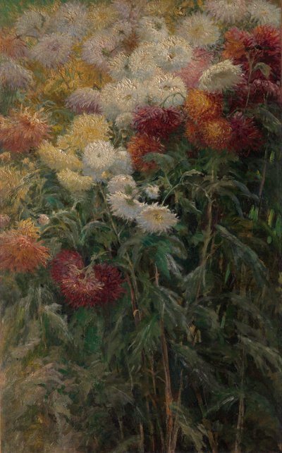 Krizantémok a Petit-Gennevilliers kertjében alkotó: Gustave Caillebotte