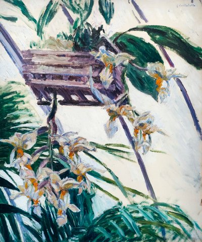 Orchideák, c. 1893 (olaj, vászon) alkotó: Gustave Caillebotte