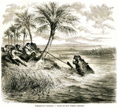 Vadászat a Teoghe folyón, a Ngami mellékfolyóján. Víziló szigony. Gustave Dore metszete, amely a "Les aventures et chasse du voyageur Charles-Jean Anderson dans l
