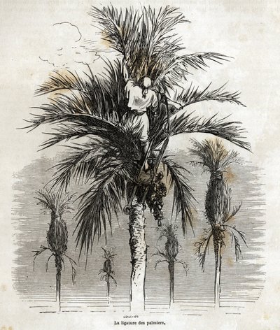 Az Elche-i pálmafák lekötése a fehérség megőrzése céljából, fonásuk érdekében Gustave Dore (1832-1883) rajza, hogy illusztrálja 1862-es spanyolországi utazását Ch. Davillier. Metszet a „Le tour du monde”-ban, szerkesztette: E alkotó: Gustave Dore