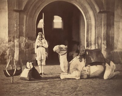 Teve fekve, 1866 körül (fotónyomat) alkotó: Gustave Le Gray