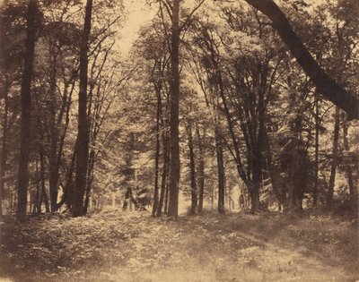 Erdei jelenet alkotó: Gustave Le Gray