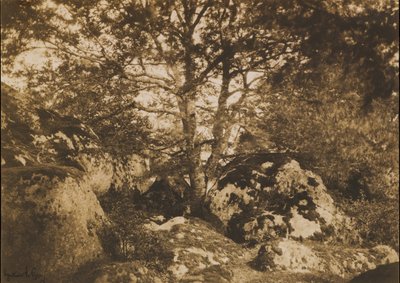 [Oak Tree and Rocks, Forest of Fontainebleau], 1849-52. alkotó: Gustave Le Gray