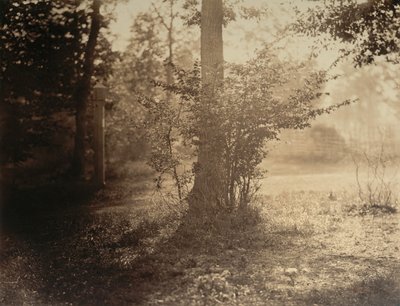 Fatanulmány, Fontainebleau-i erdő, kb. 1856. alkotó: Gustave Le Gray