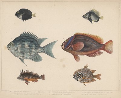 1. Etroplus Fumosus, 2. Heniochus Macrolepidotus, 3. Glyphisodon Smaragdinus, 4. Amphiprion Frenatus, 5. Apistus Rubrippinis, 6. Apistus Rubrippinis. Monocentris Japonicus alkotó: H. Patterson