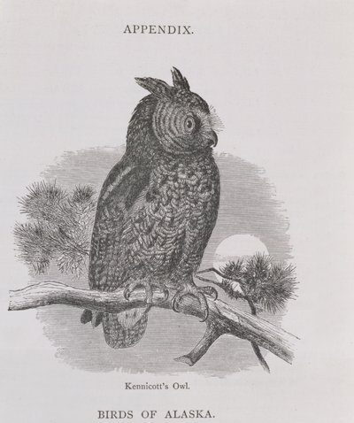 Kennicotts Owl, Alaszkából és forrásai, William H. Dall, metszet: H. H. Nicholls, pub. 1870 alkotó: H. W., Elliot