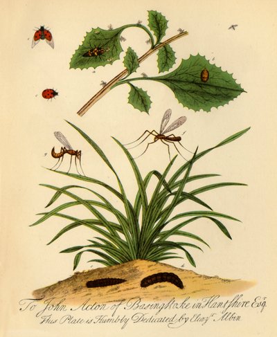 „Katica és hosszúlábú papa: Coccinella és Tipula oleracea”, 1720, 1945. alkotó: Halett