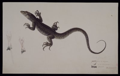 A „Lacerta Gudua” monitor, a Francis Buchanan gyűjteményből, 1804 körül (akvarell, toll és tinta papíron) alkotó: Haludar