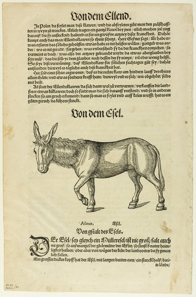 Illusztráció a "Thierbuch"-ból, 42. tábla a "Woodcuts from Books of the XVI Century" című kötetből. alkotó: Hans Asper