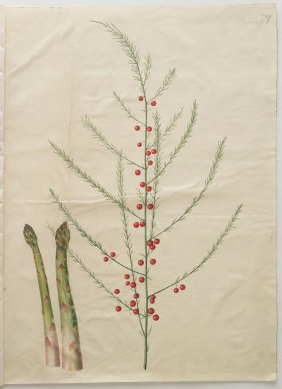 Asparagus officinalis a Gottorfer Codex albumból, 1650 körül (gouache pergamen) alkotó: Hans Simon Holtzbecher