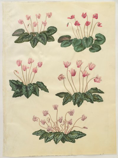 Cyclamen purprascens a Gottorfer Codex albumról, 1650 körül (gouache pergamen) alkotó: Hans Simon Holtzbecher