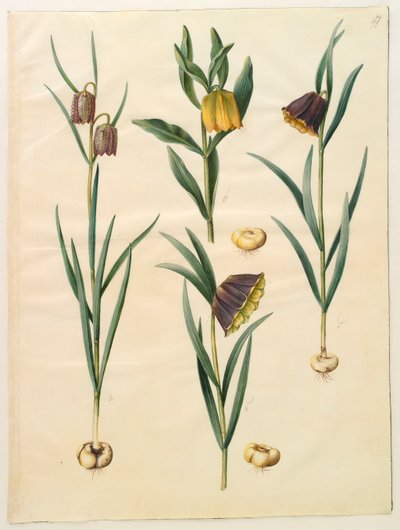 Fritillaria meleagris a Gottorf Codex albumról, 1650 körül (gouache pergamen) alkotó: Hans Simon Holtzbecher