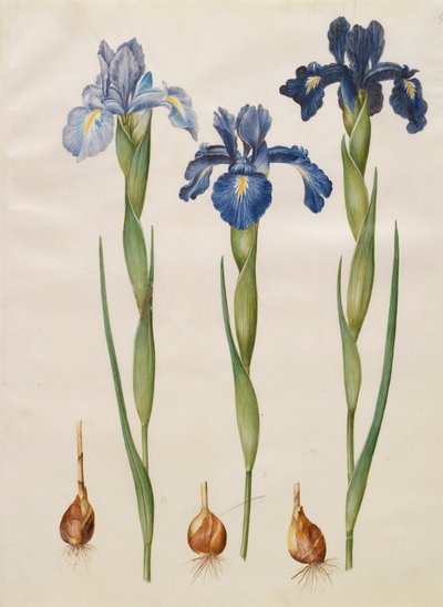 Iris xiphiodes a Gottorfer Codex albumról, 1650 körül (gouache pergamen) alkotó: Hans Simon Holtzbecher