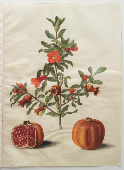 Punica granatum a Gottorfer Codex albumból, 1650 körül (gouache pergamen) alkotó: Hans Simon Holtzbecher