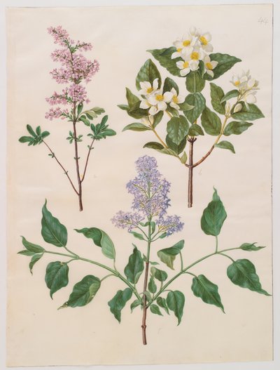 Syringa persica, philadelphus coronarius és syringa vulgaris a Gottorfer Codex albumból, 1650 körül (gouache pergamen) alkotó: Hans Simon Holtzbecher