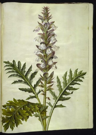 Acanthus hungaricus (hungarsk akantus) alkotó: Hans Simon Holtzbecker